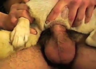 Small doggy is being fucked in the ass