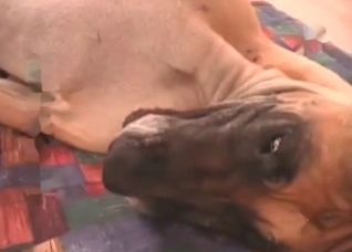 Hardcore zoophile fucks his lovely dog