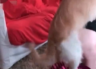 Retriever want to fuck so freaking much