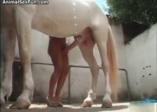 Zoophile is wanking a stallion wiener