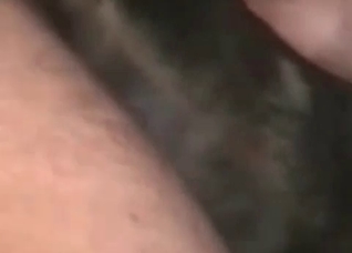 Dirty Shepherd is being fucked and licked