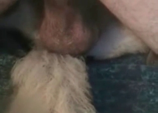 Dirty Shepherd is being fucked and licked