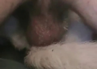 Dirty Shepherd is being fucked and licked