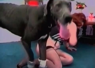 Cute black dog licks a juicy vagina