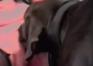 Cute black dog licks a juicy vagina