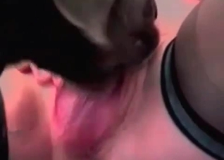 Cute black dog licks a juicy vagina