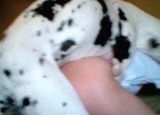 Dalmatian enjoys her small vagina