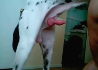 Dalmatian enjoys her small vagina