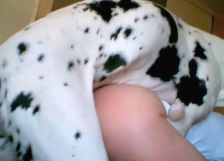 Dalmatian enjoys her small vagina