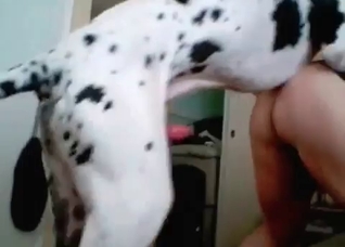 Dalmatian enjoys her small vagina