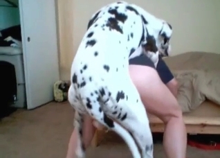 Dalmatian enjoys her small vagina
