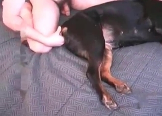 Nasty Doberman is sucking a wiener