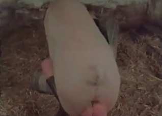 Pig is fucking with a nice woman