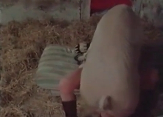 Pig is fucking with a nice woman
