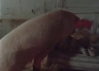 Pig is fucking with a nice woman