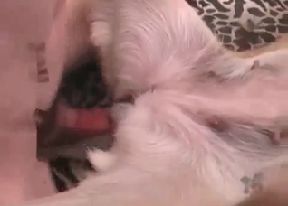 Amazing animal sex action with a zoo slut