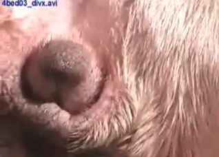Amateur group sex with a Retriever
