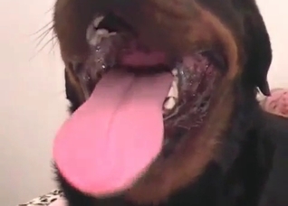 Dirty dog is drilling a nice slut