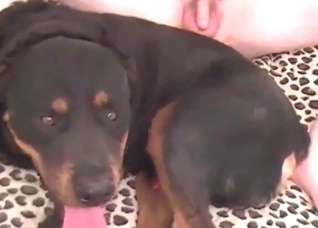 Dirty dog is drilling a nice slut
