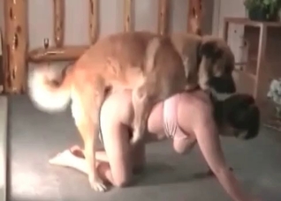 Retriever fucks her puss so fast