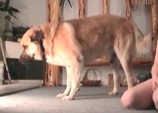 Retriever fucks her puss so fast