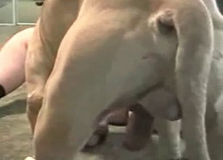 Small puppy is fucking so fast