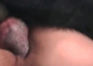 Retriever got stucked in her vagina