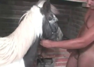 Zoophiles prepares his horny stallion