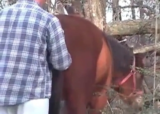 Amazing horse sex at the farm