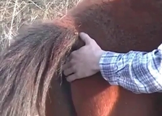 Amazing horse sex at the farm