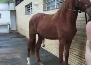 Tanned Mexican babe and horse