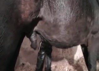 Fetish girl and her horny horse