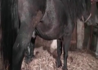 Fetish girl and her horny horse