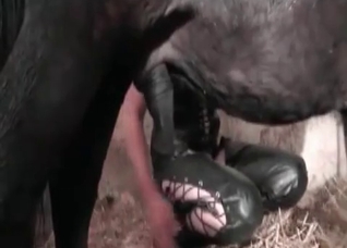 Fetish girl and her horny horse