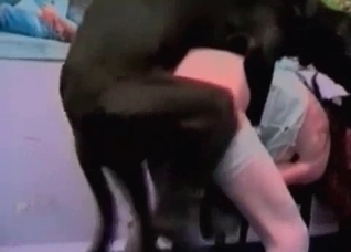 Awesome Doberman is enjoying bestial sex