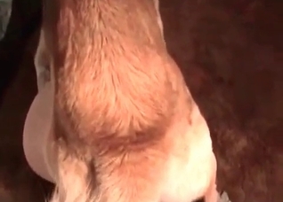 Redhead girl is blowing a juicy dick