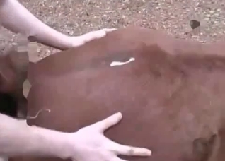 Mare is being pounded in the asshole