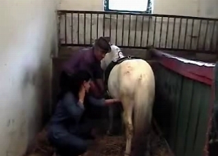 Brunette strokes a horse wiener