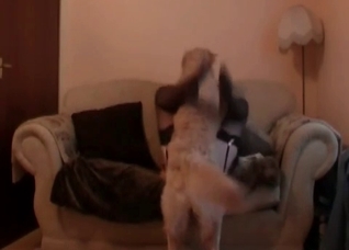 Stunning dog is licking her juicy snatch