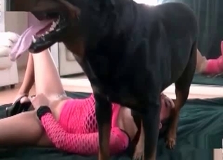 Animality sex in the bedroom