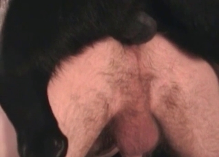Dirty pussy is being fucked by a dog