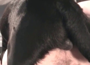 Dirty pussy is being fucked by a dog