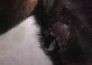 Very nasty animal porn