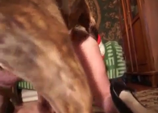 Dog is licking a tight cunt