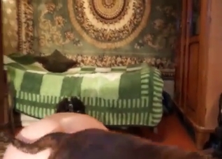 Dog is licking a tight cunt