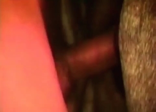 Horse is being fucked from behind