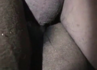 Nasty animal porn with an amateur