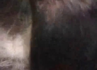 Juicy doggy is really enjoys animal sex