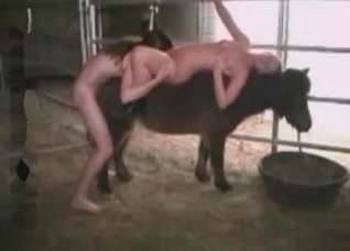 Brown horse fucks in the ass