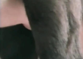 Asshole penetration in the bestial scene